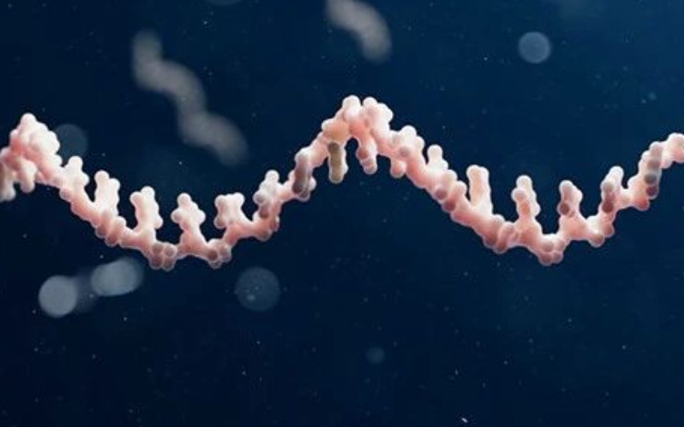 Delivery Systems of siRNA Drugs and Their Effects on the Pharmacokinetic Profile