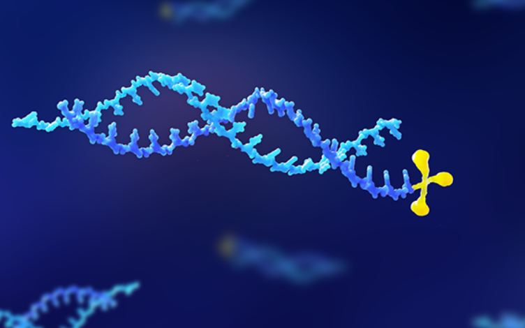 EMA/FDA Approved siRNA Drugs: ADME Study Overview and Data Interpretation