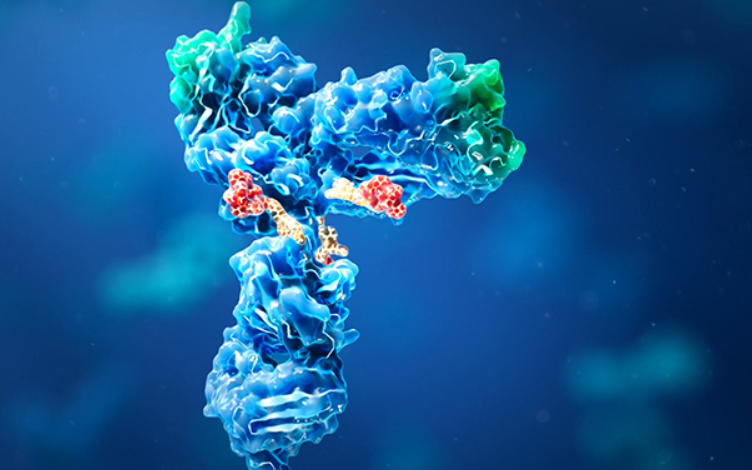 Antibody-Drug Conjugate (ADC) Bioanalysis Strategies Based on LC-MS