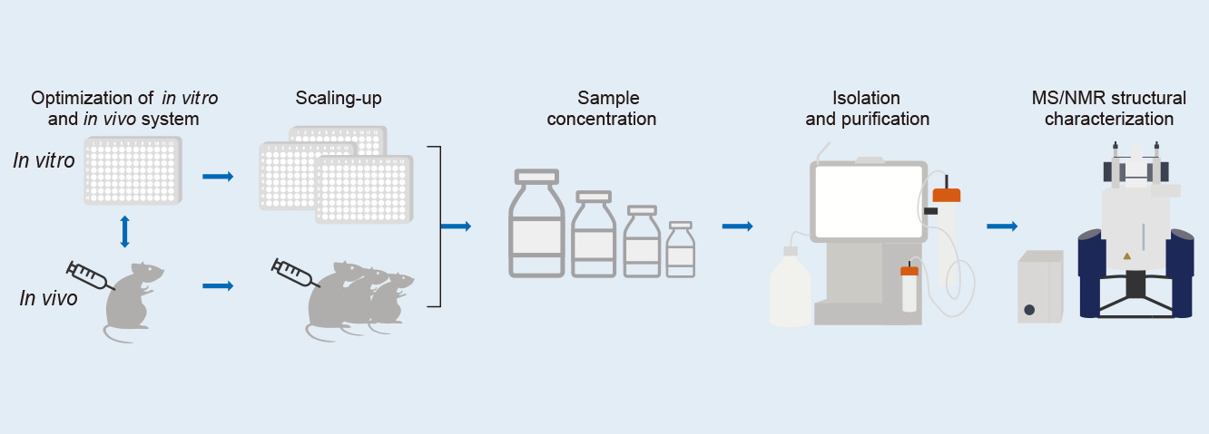 The workflow of metabolite biosynthesis
