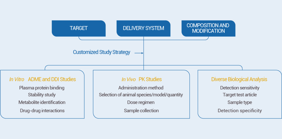 DMPK Study Strategies for Oligonucleotide Development