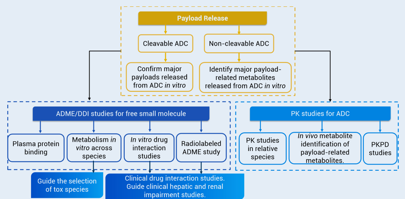 DMPK Study Strategies for Antibody-Drug Conjugate (ADC) Development