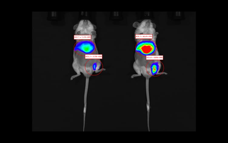 In Vivo Imaging for Small Animals: Deciphering the Spatiotemporal Trajectory of Drugs