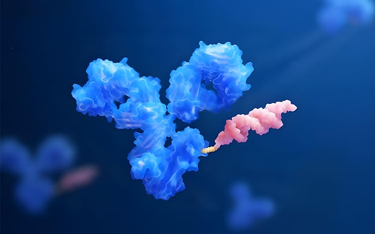What Are Antibody–Oligonucleotide Conjugates (AOCs) and Their Structural Characteristics