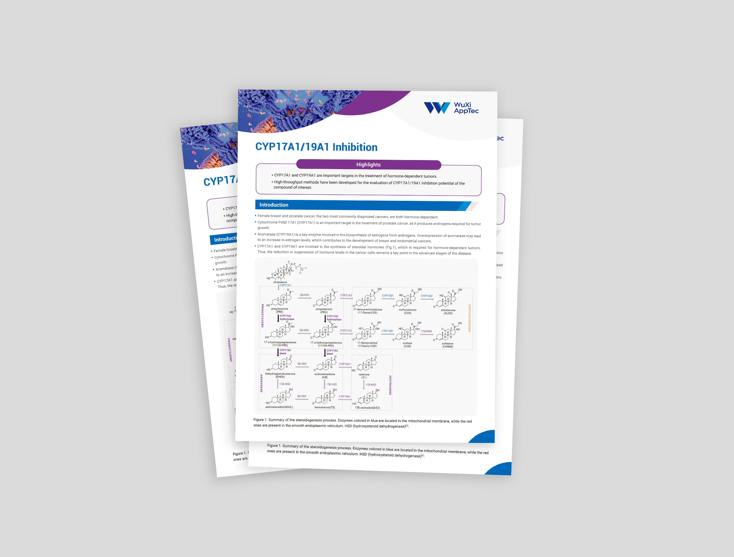 CYP17A119A1-Inhibition-Services.jpg