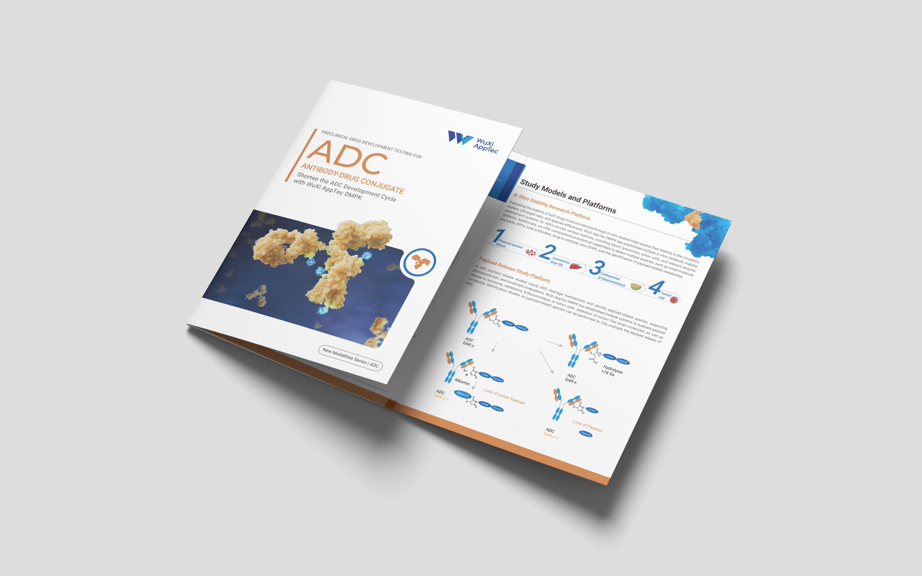 Preclinical-drug-development-testing-for-Antibody-drug-conjugate-(ADC).jpg