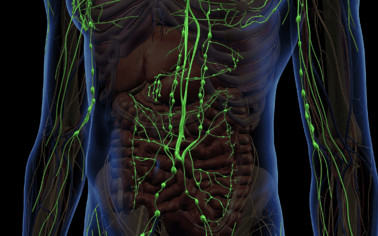 Research on the Lymphatic Transport: Enhancing Drug Delivery and Absorption via In Vivo Models